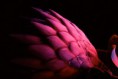/album/galeria-de-fotos/protea-flower-6-jpg/